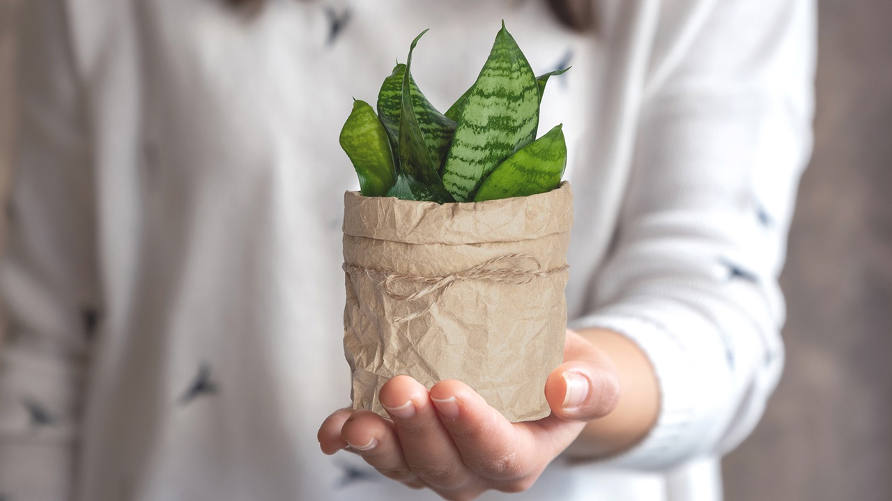 Tipp 4: Pflanzen, nicht nur schick, auch gesund